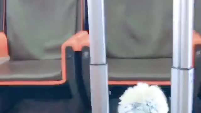 FUNNY CAT