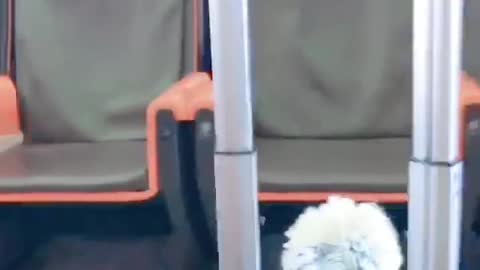 FUNNY CAT
