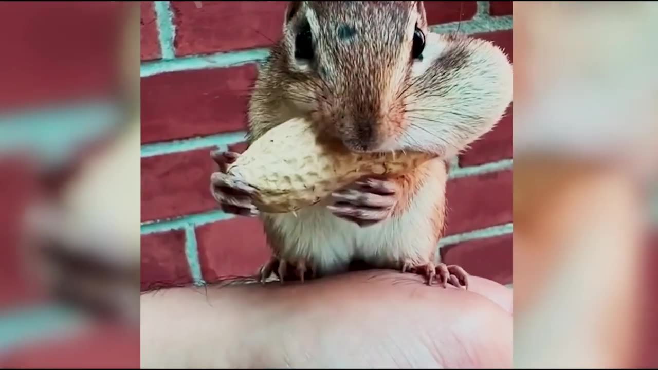 Try not to laugh |animal fun|