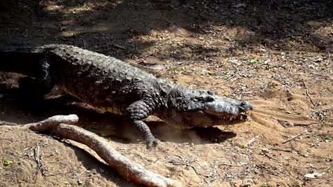 alligators