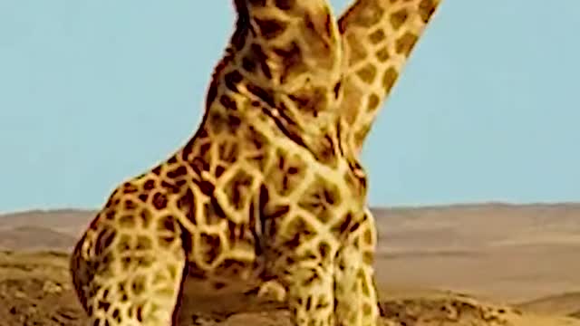 Giraffe fight with each other