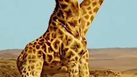 Giraffe fight with each other