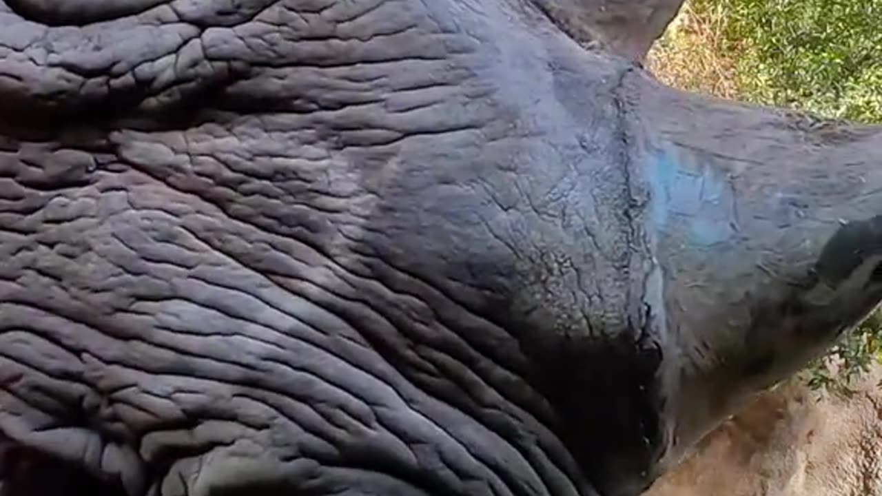 animals video