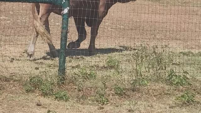 Daisy and Baby Sage get a new bale