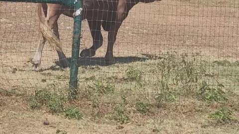 Daisy and Baby Sage get a new bale