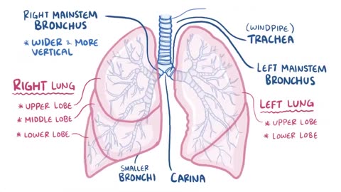 Anatomy and physiology of the respiratory system