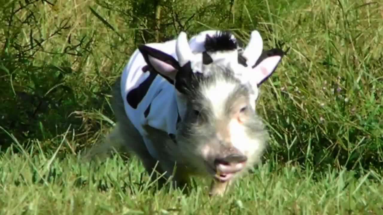 ADORABLE Mini Pig in COW COSTUME