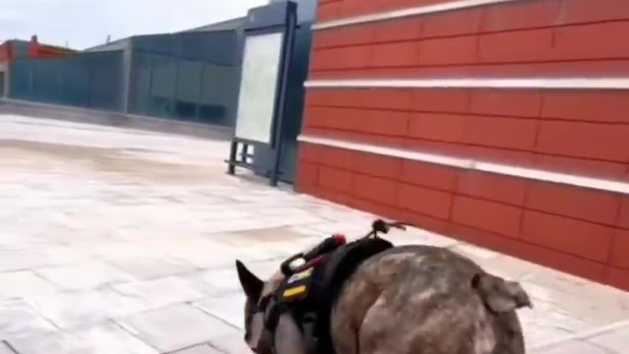 Formidable skateboarding Dog?