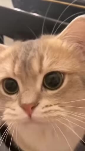 Meow meow! #cat #cute #cutecat #cuteanimals