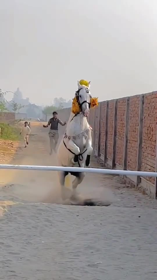The horse 🐴 racing game amazing jump 😱