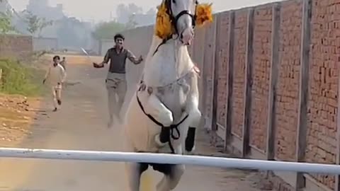 The horse 🐴 racing game amazing jump 😱