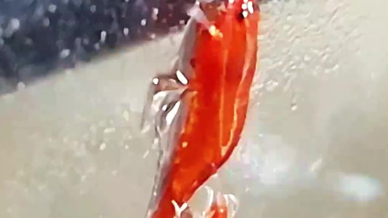 🦐 Cherry Shrimp Olympics 2023