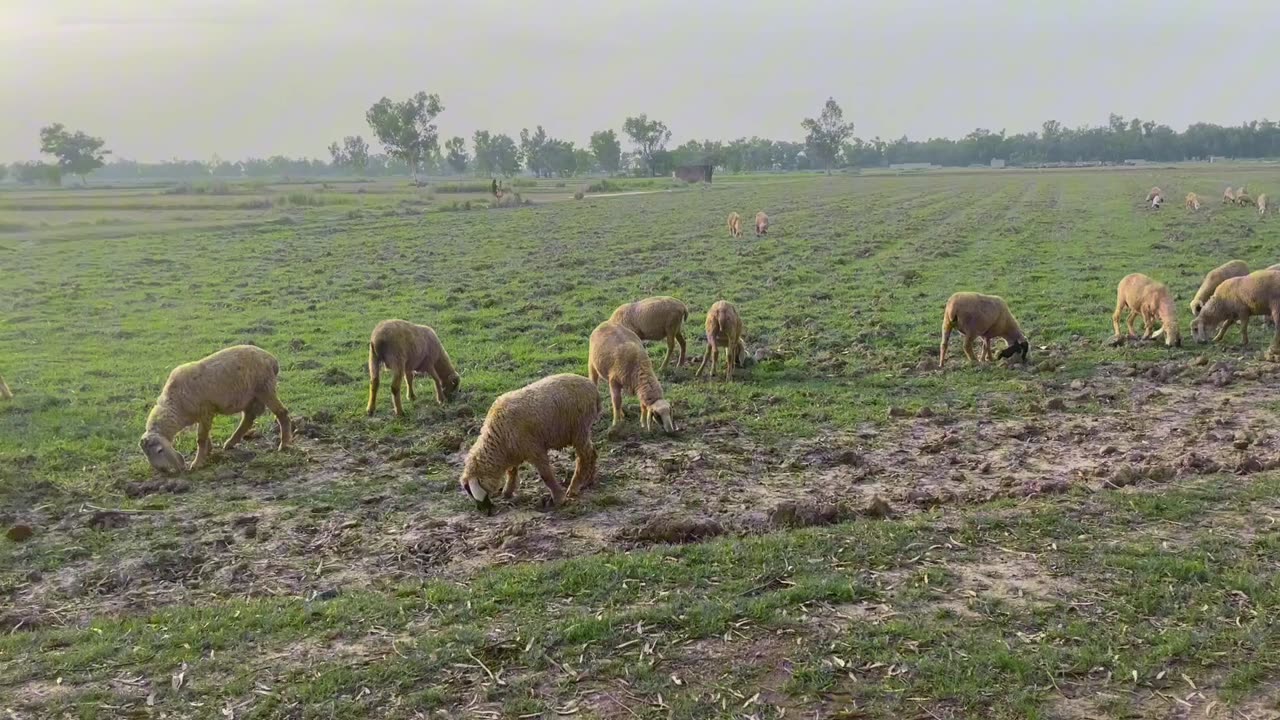 The life of sheep