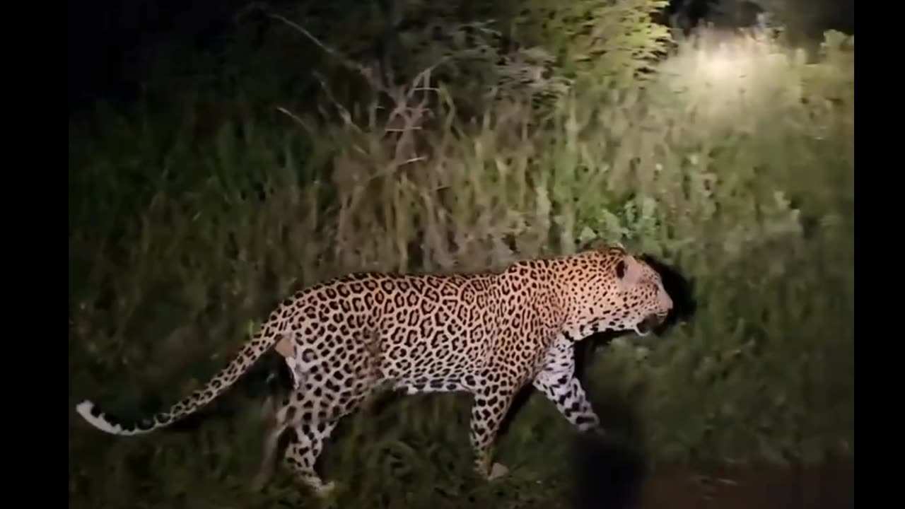 Male Leopard makes Himself Known