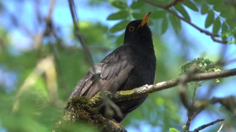 blackbird may day songbird bird