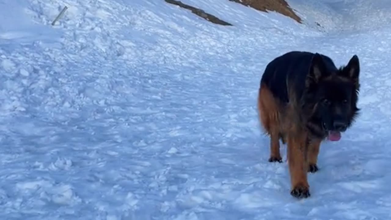 German shepherd dogs playing snow fall