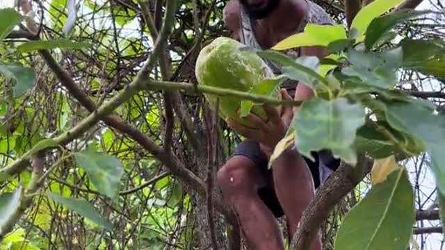 🇩🇲 Giant Passionfruit in Dominica