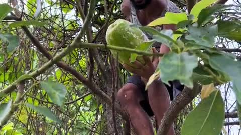 🇩🇲 Giant Passionfruit in Dominica