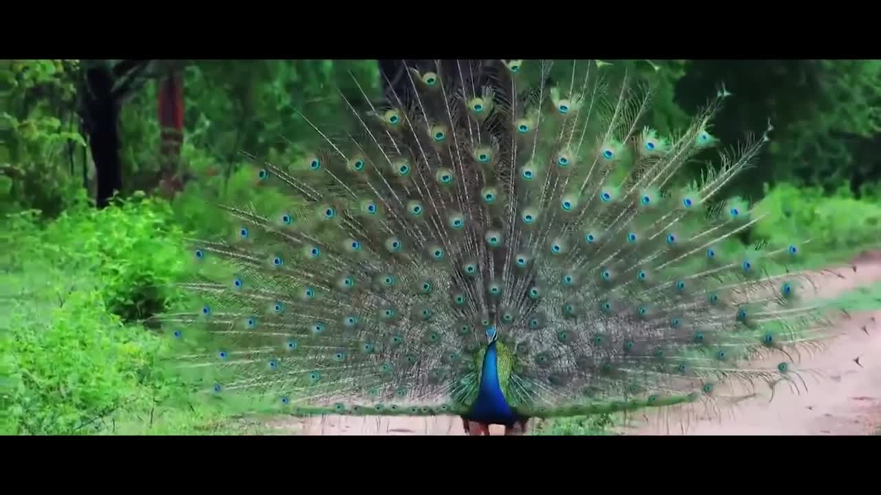 India _ Raw Beauty - in Cinematic