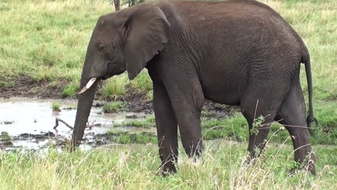 Footage Of An Elephant