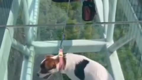 How dog scared of height