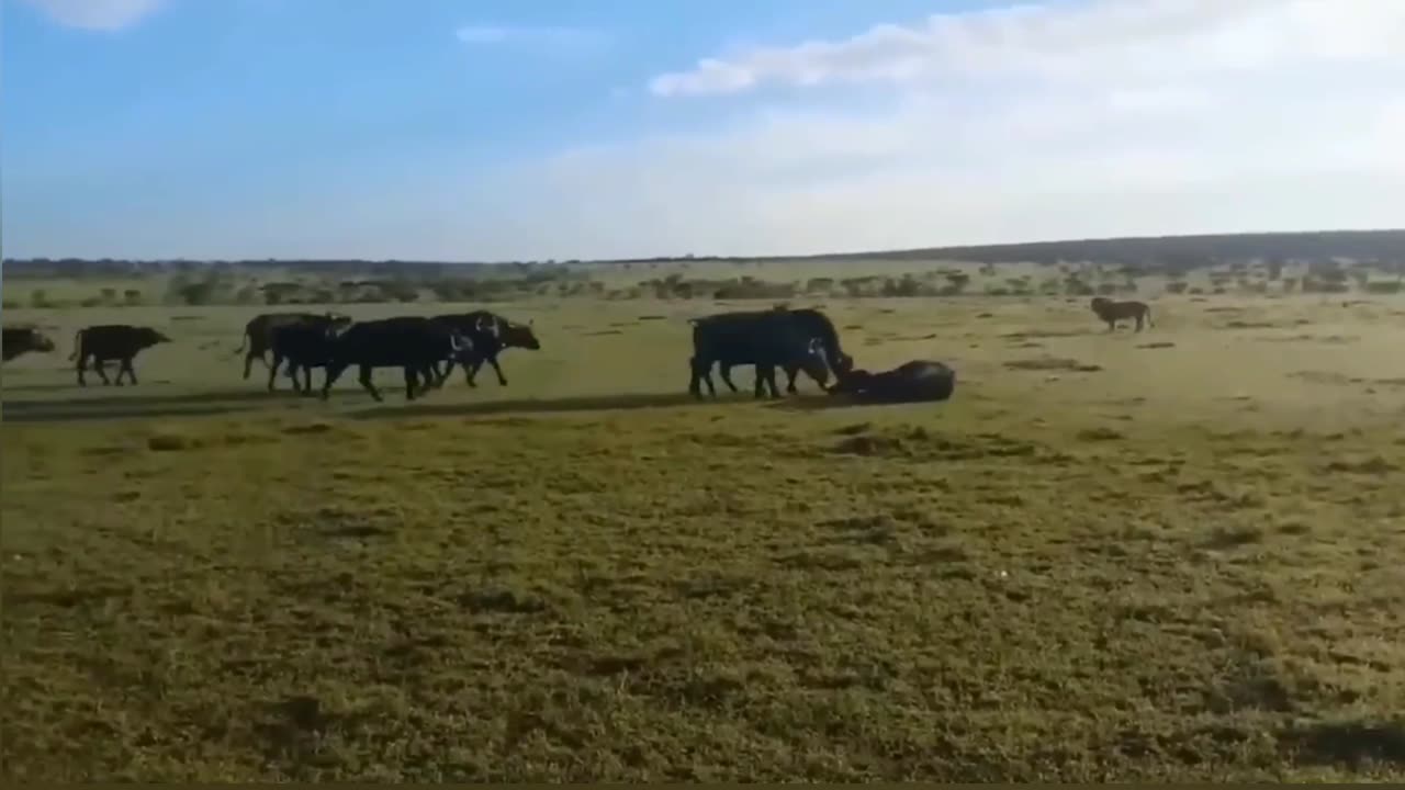 Buffalo's Brave Standoff with Dog-Like Lion: Epic Wildlife Encounter!