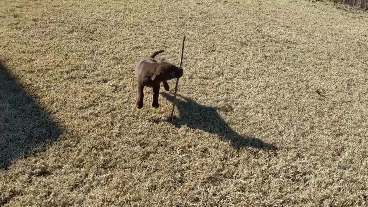 Gidget & Her Big Stick