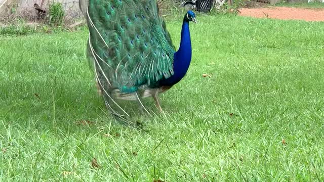 Male peacock strutting his stuff