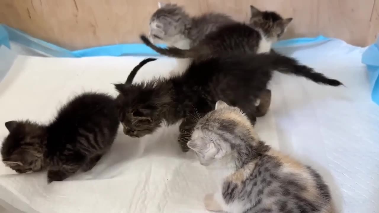 “You’re a mom! So be patient!” - cute baby kittens