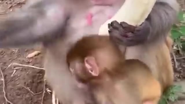 Epic funny MONKEY compilation