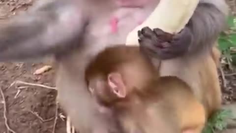 Epic funny MONKEY compilation
