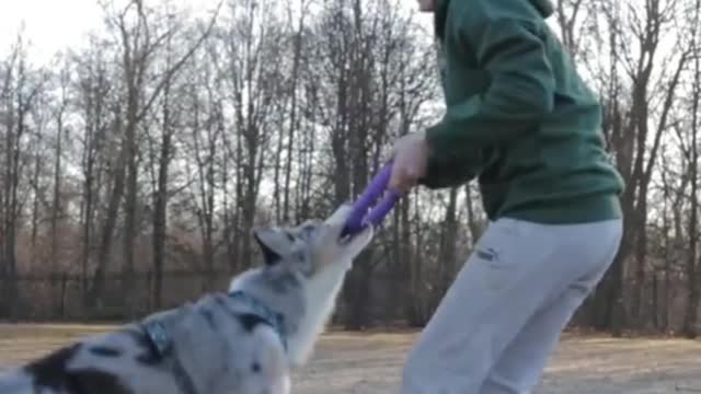 Dog Jumping on Woman's Back | Dog Training