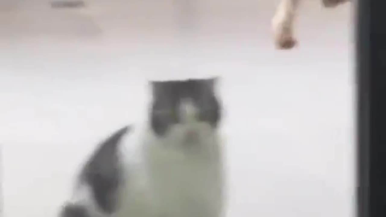 COPY CAT