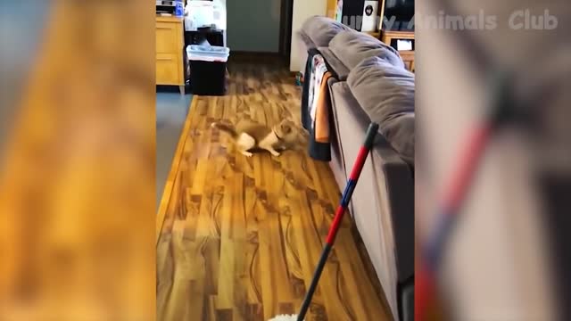 Videos of the Funniest Cats and Dogs That Will Make You Laugh All Day
