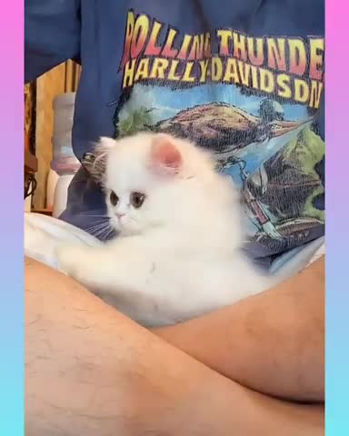 Cute cat funny comedy scenes 🤣🤣