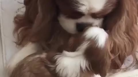 Mama must love her baby dog