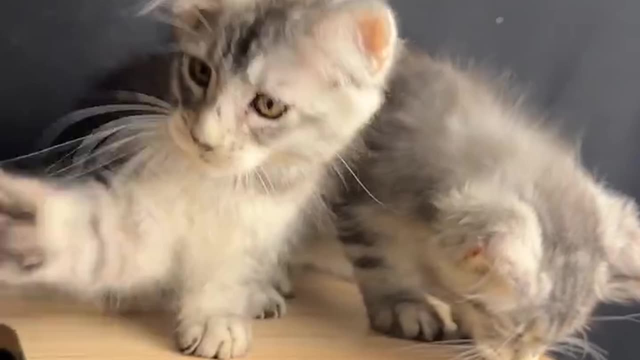 Cat 😺 funny video 😃🔥💯 #shorts