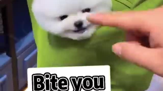Funny Angry Dogs!!