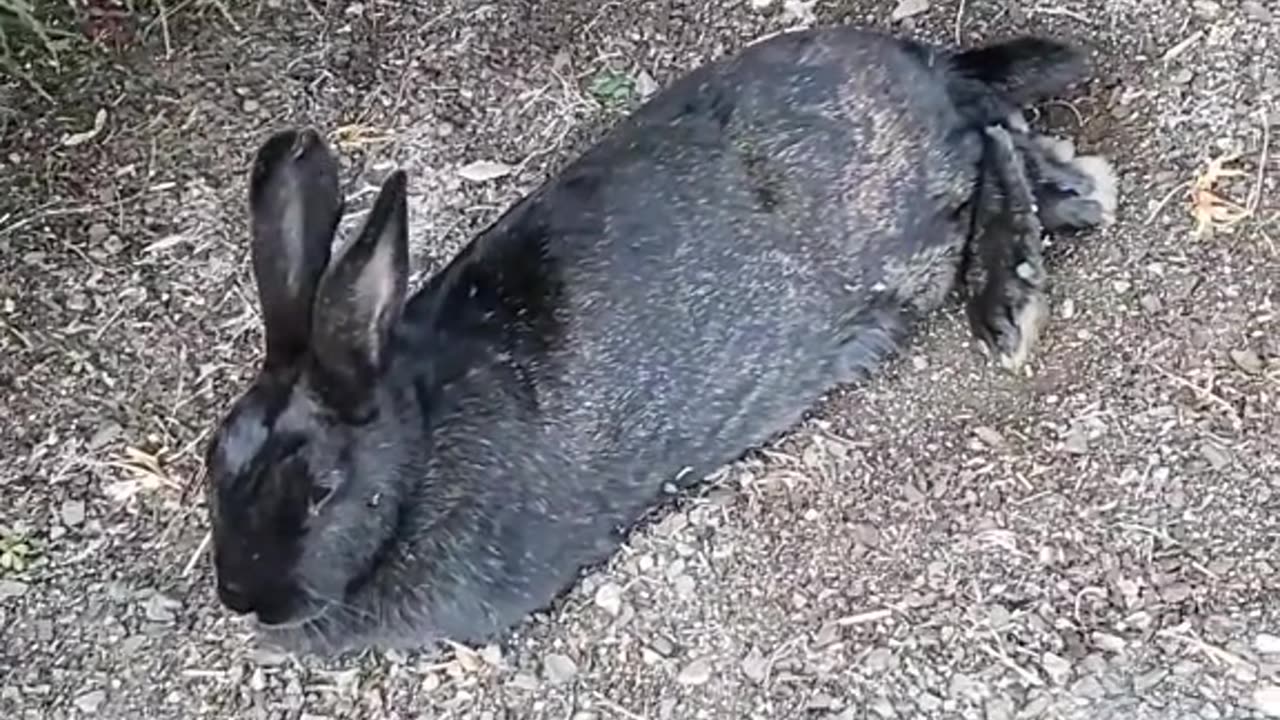 Fearless rabbit