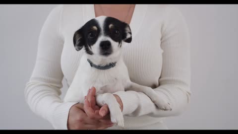 Live with cute and beautiful baby dog.