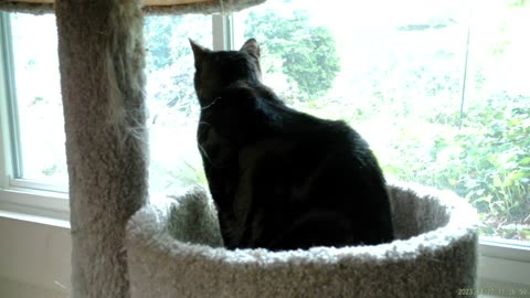 Cassie playing in the tower, part 2