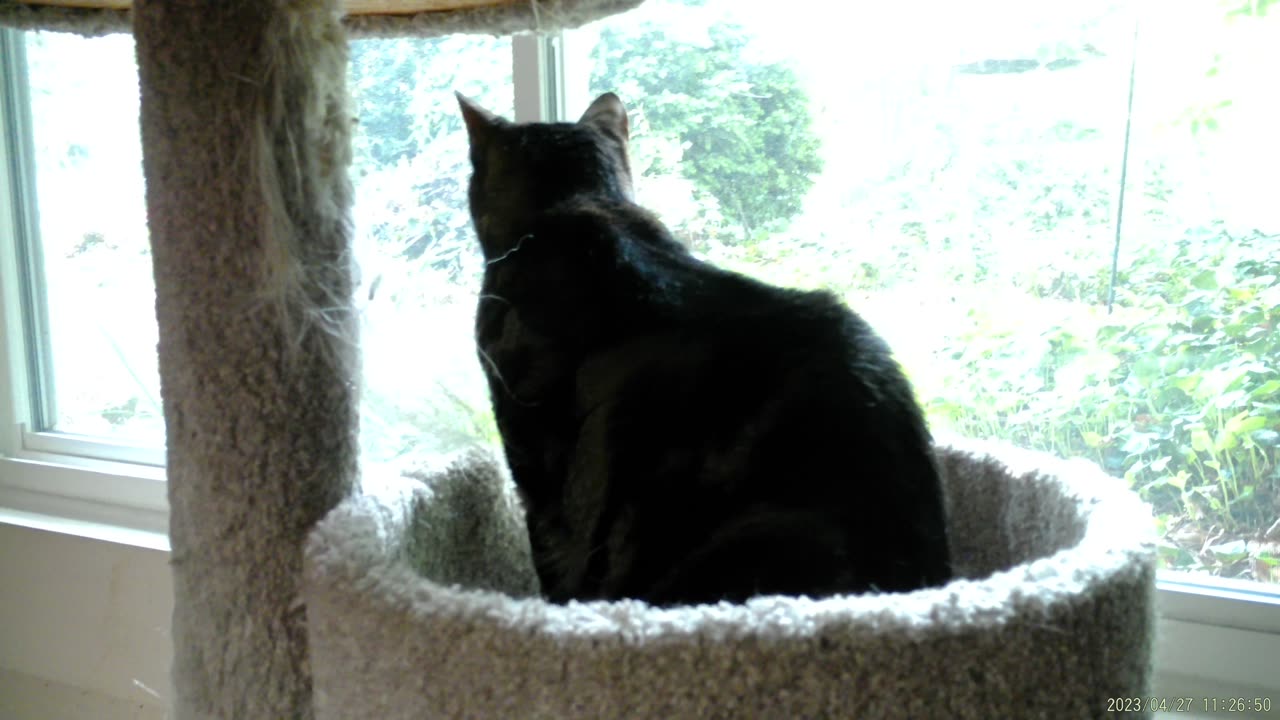 Cassie playing in the tower, part 2