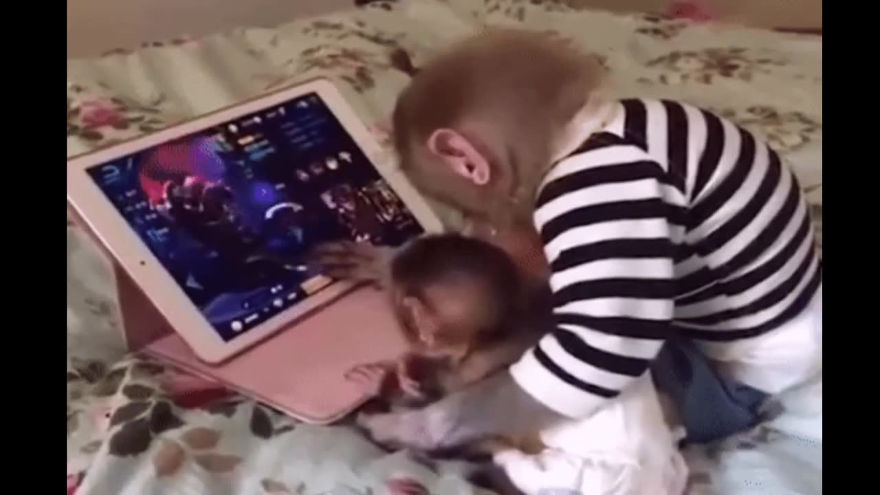funniest monkey in all the world