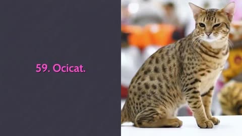 All Cat Breeds A-Z With Pictures! (all 98 breeds in the world)