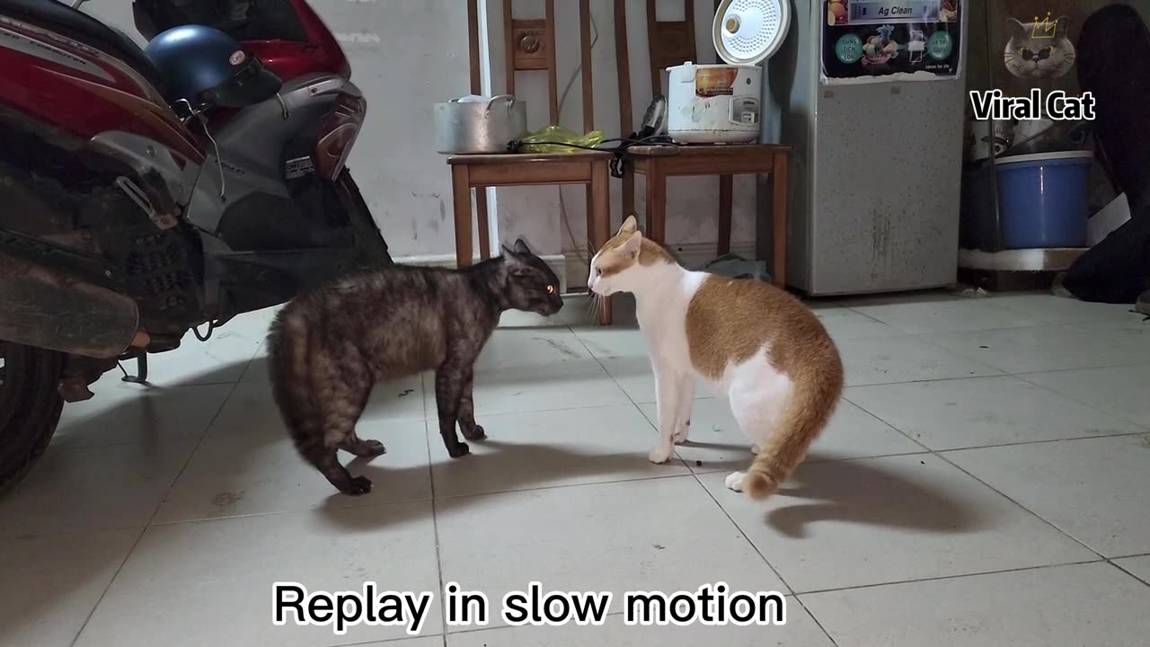 Jealous Cats Meowing Fighting So Funny