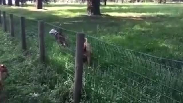 Dog Runs into Fence