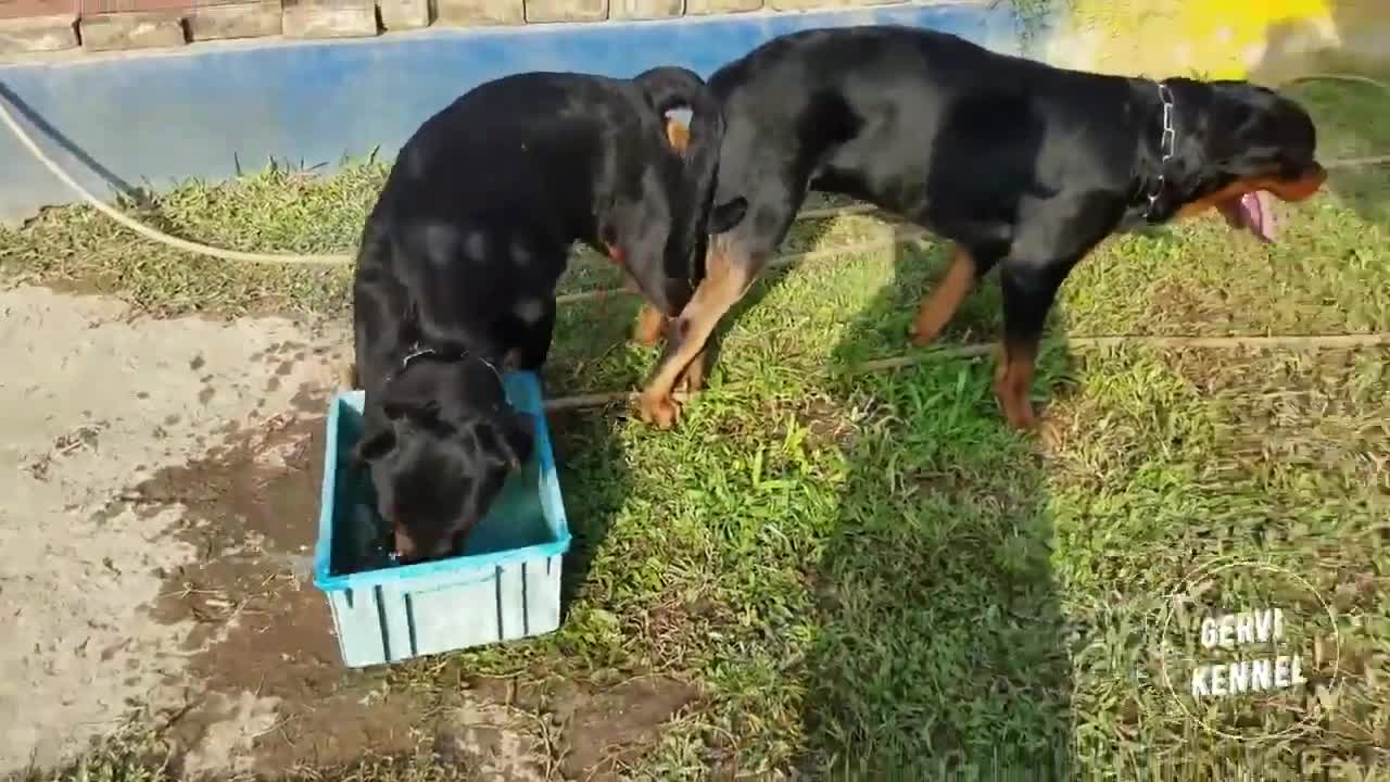 Dog,animal fun