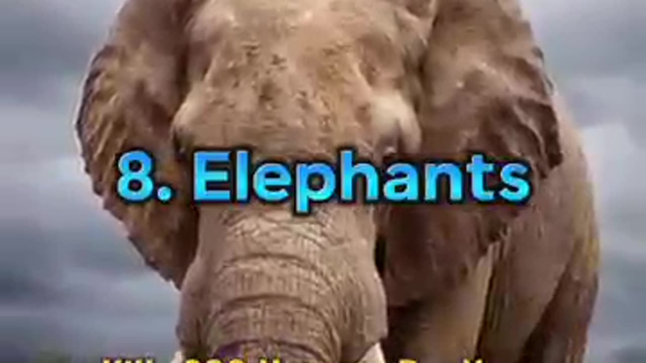 Top 10 Dangerous Animals in the World #shorts @SubhankarShortz