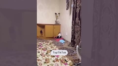 Funniest Cats and Dogs - Funny Animals 2023 #21