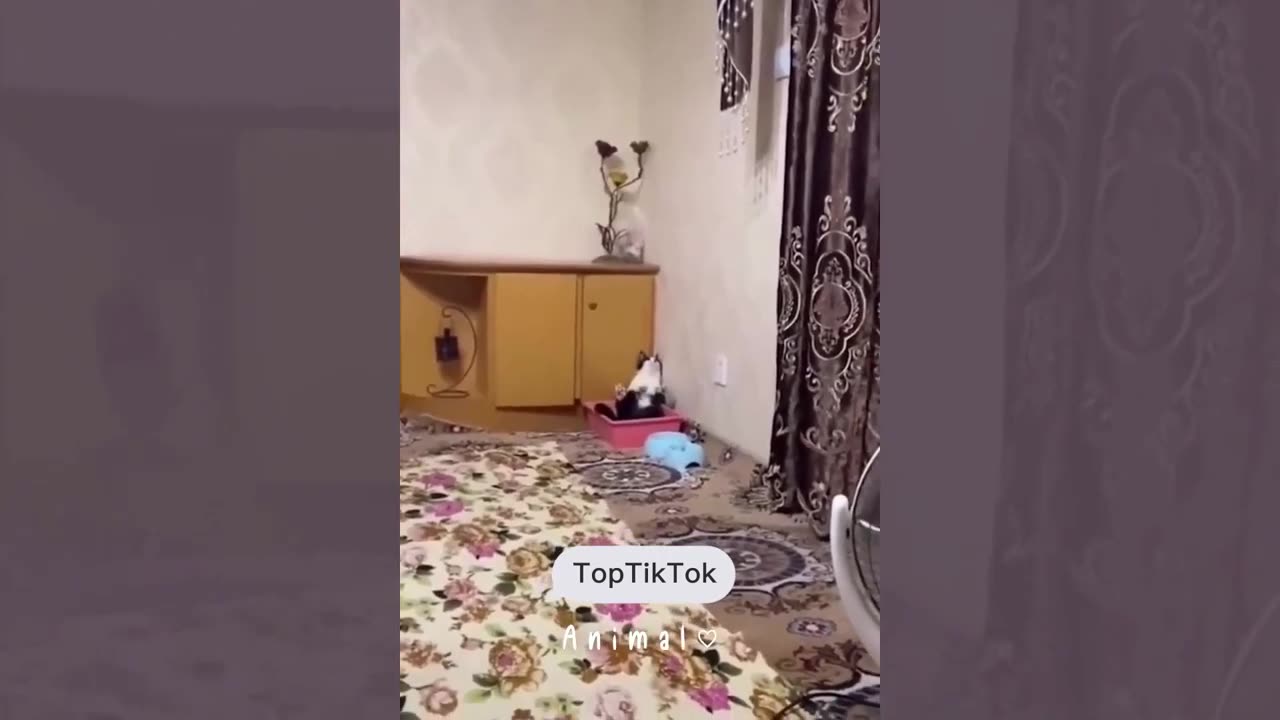 Funniest Cats and Dogs - Funny Animals 2023 #21